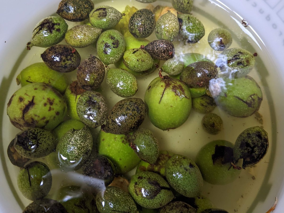 laurajpottinger's tweet photo. Next up in the dye pot: walnuts! I was very excited to spot these in a local park. Collected windfalls between June & August (hence the different sizes) then stashed in the freezer. These will soak in water for a day or so before being cooked into a brown dye #makingslowcolour https://t.co/fhF93Z3irS