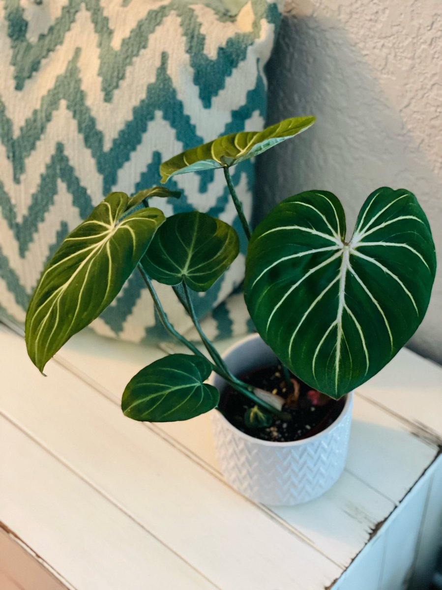 FLPlantEmporium's tweet photo. A glorious gloriosum!🪴💚#philodendron #planttwitter #houseplants #plantlover #aroid #PlantsInside https://t.co/2gS7I1d6zQ