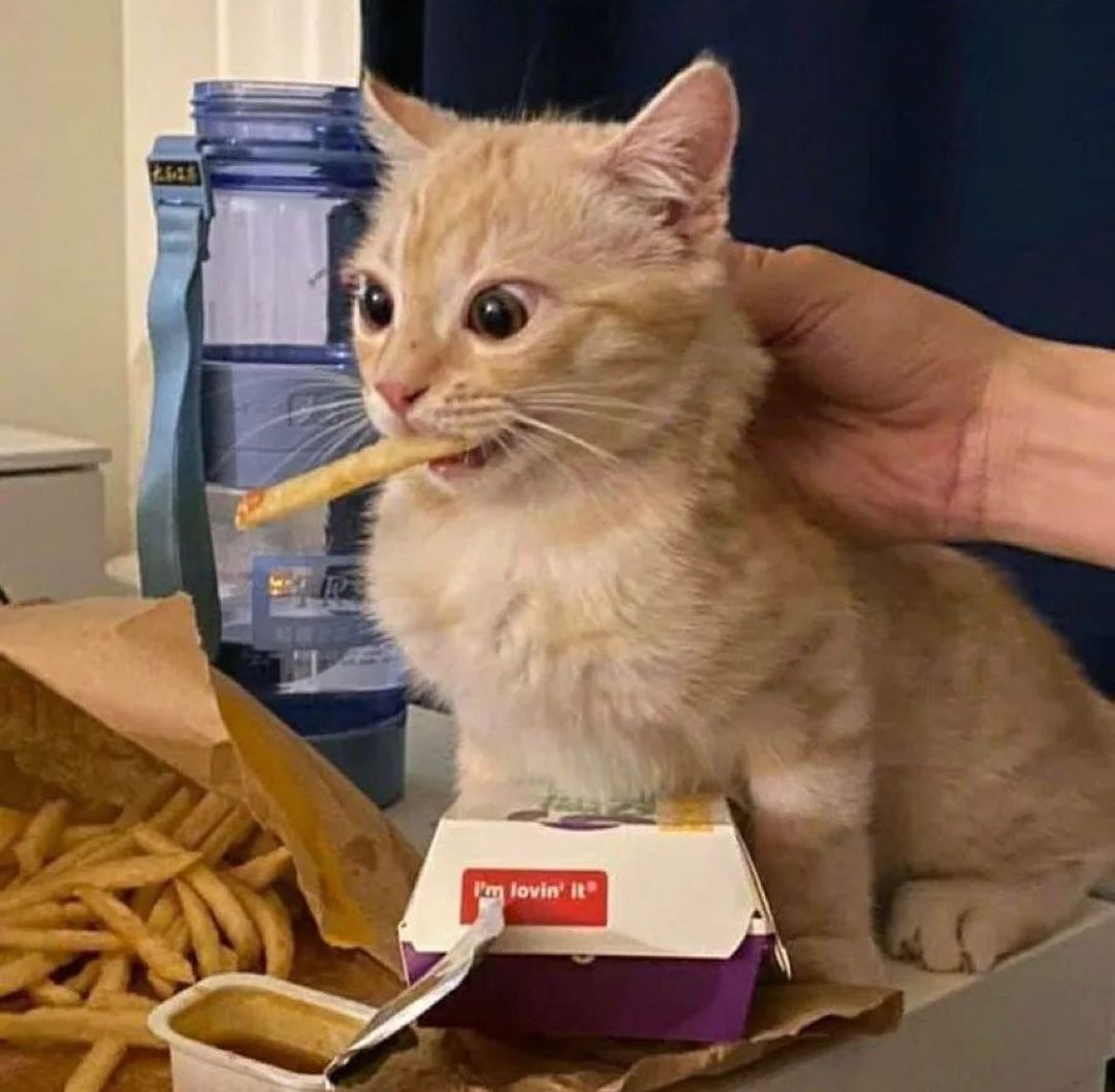 Много смешных котов