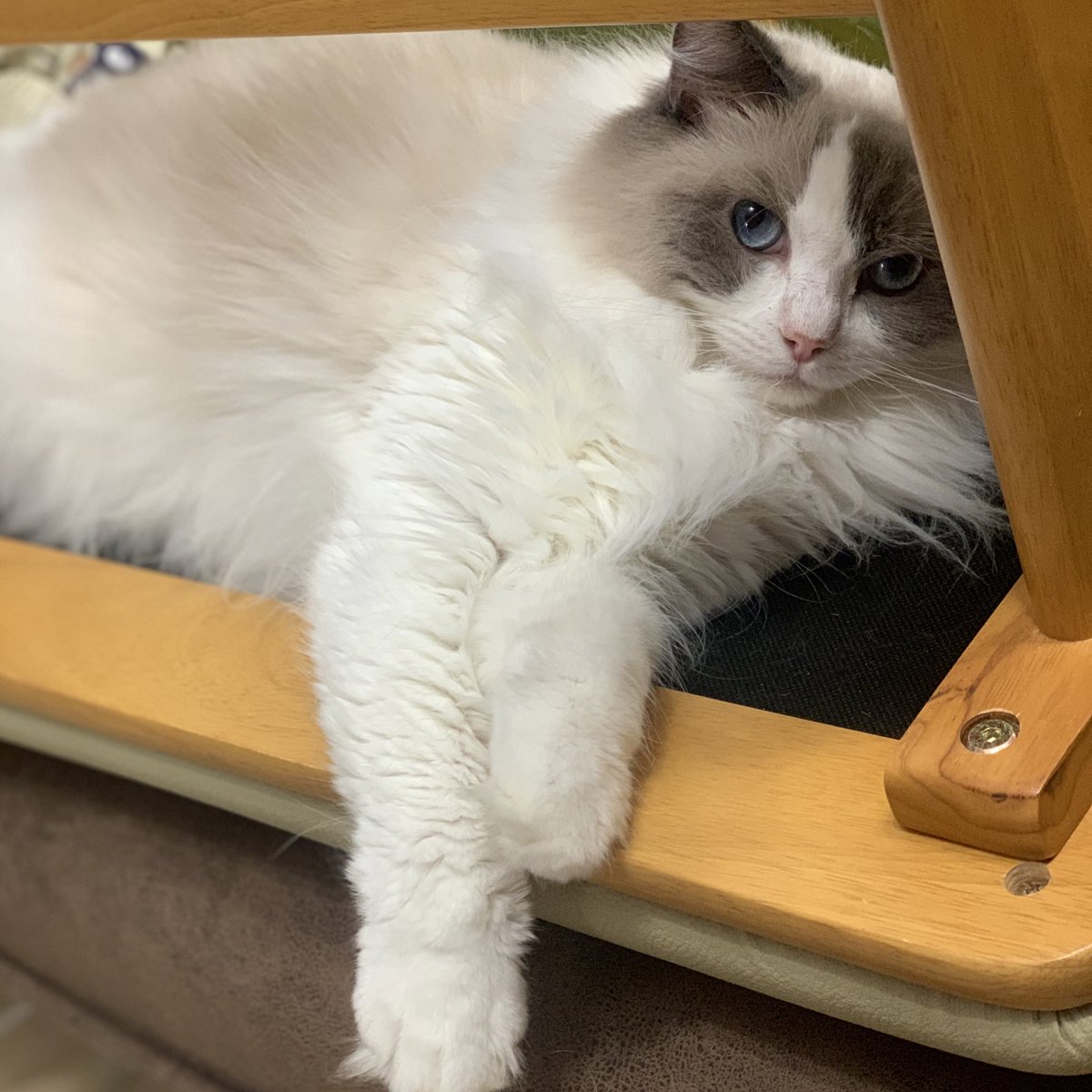 AloeLuna67's tweet photo. イケメンな顔でこちらを見ている!

#猫好きさんと繋がりたい #猫のいる生活 #ねこ #猫 #ラグドール https://t.co/QXHGvsxfqx