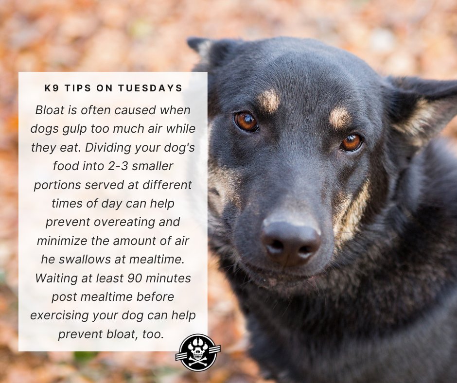 workingdogmag's tweet photo. #K9TipsonTuesdays
Bloat is often caused when dogs gulp too much air while they eat.
#tipsontuesday #tuesdaytips #tips #workingdogs #mansbestfriend #doglife #doglover #k9family #workingdog #dog #dogs #canine #thinlinemedia #workingdogmagazine ยฎ #coffeewithkaren #wdtc https://t.co/Oy7BemAKnU