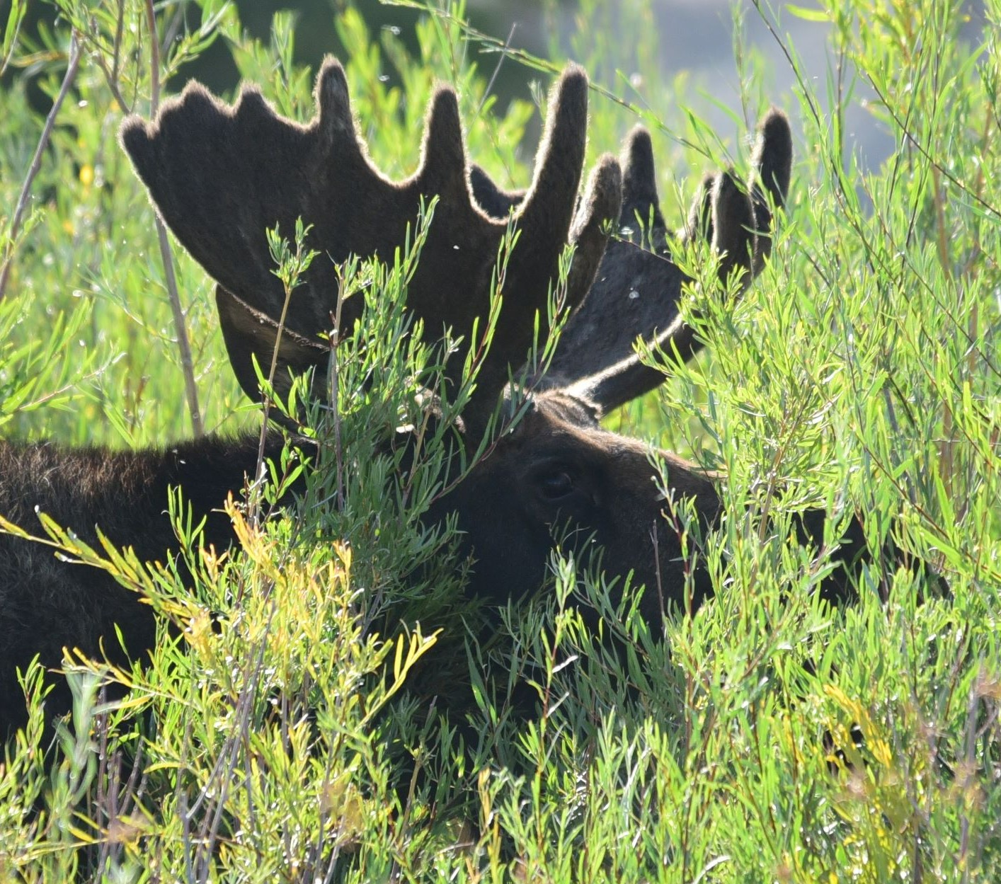USFWS Refuge System on Twitter "CAPTION CALL! Have a clever caption