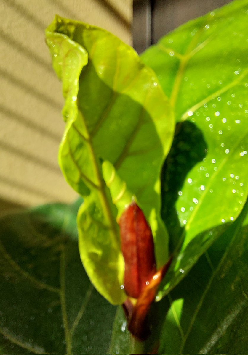 puesyanimodo's tweet photo. ¡Hola @wonder_m_r, hola a todos!

En este #MartesDeBrotes: le salieron ✌️ hojitas a mi ficus lirata ✌️🥲

#fiddleleaf #fiddleleaffig #ficuslyrata https://t.co/VPHLQfw1oC