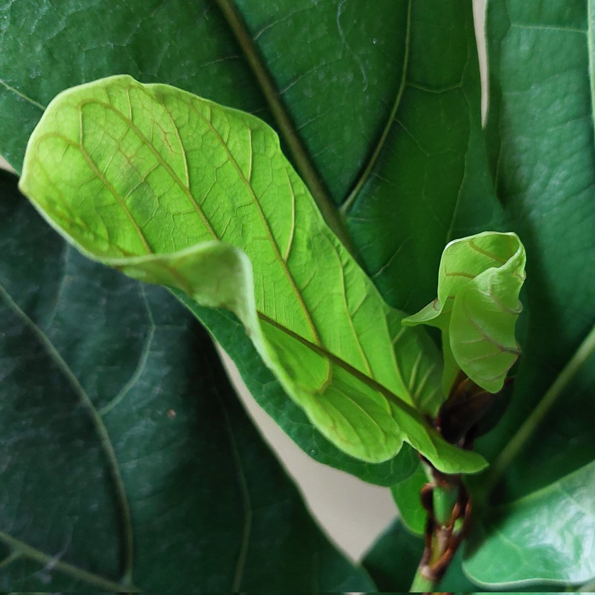puesyanimodo's tweet photo. ¡Hola @wonder_m_r, hola a todos!

En este #MartesDeBrotes: le salieron ✌️ hojitas a mi ficus lirata ✌️🥲

#fiddleleaf #fiddleleaffig #ficuslyrata https://t.co/VPHLQfw1oC