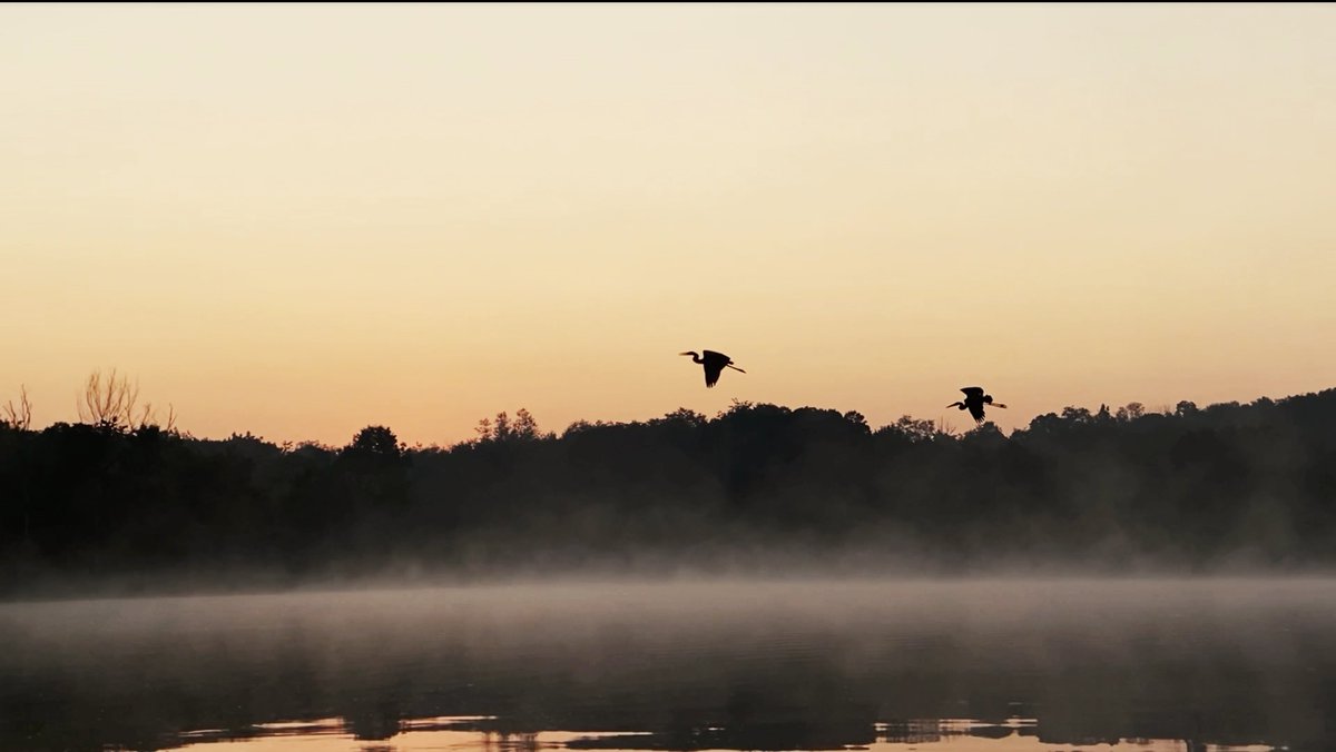 NEPADOC1's tweet photo. We are just a couple of weeks away from its release --- but here's another image from the teaser trailer! This one of herons at sunrise is from Lake Chillisquaque in Montour County. @iTourCM https://t.co/FWX4joeMS7