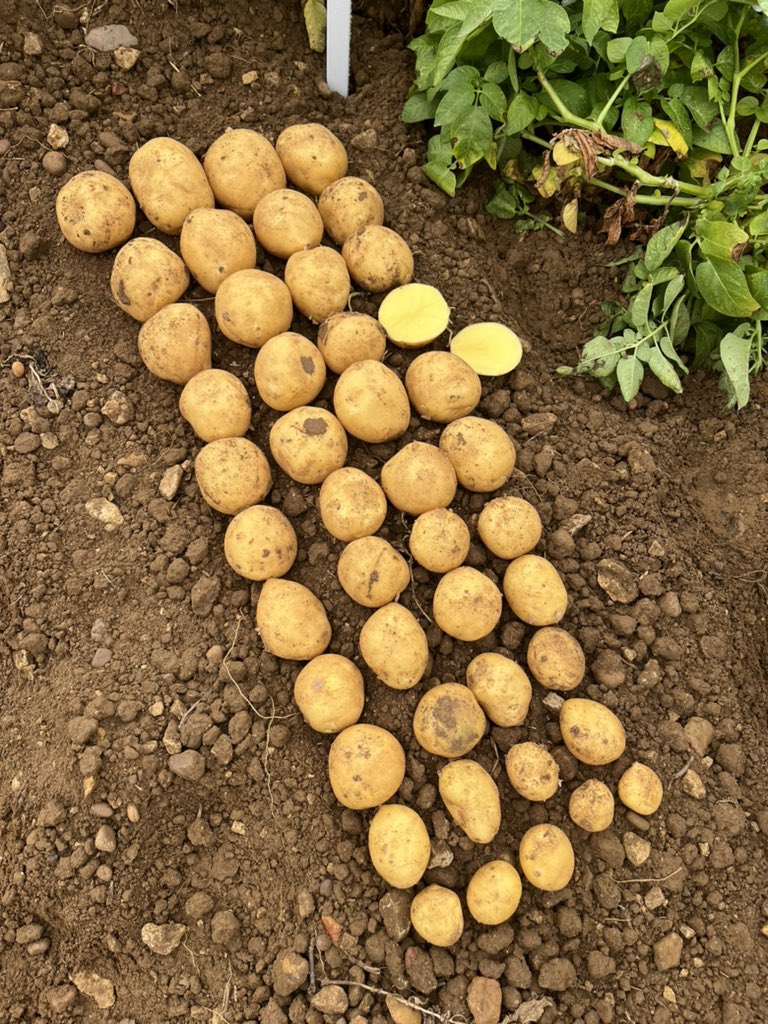 Visiting the seed breeders variety open day 🥔🥔 to view new varieties in development. A proportion of these varieties are yet to be named. Tolerance on drought, blight and PCN is key - less inputs and warmer summers ahead.