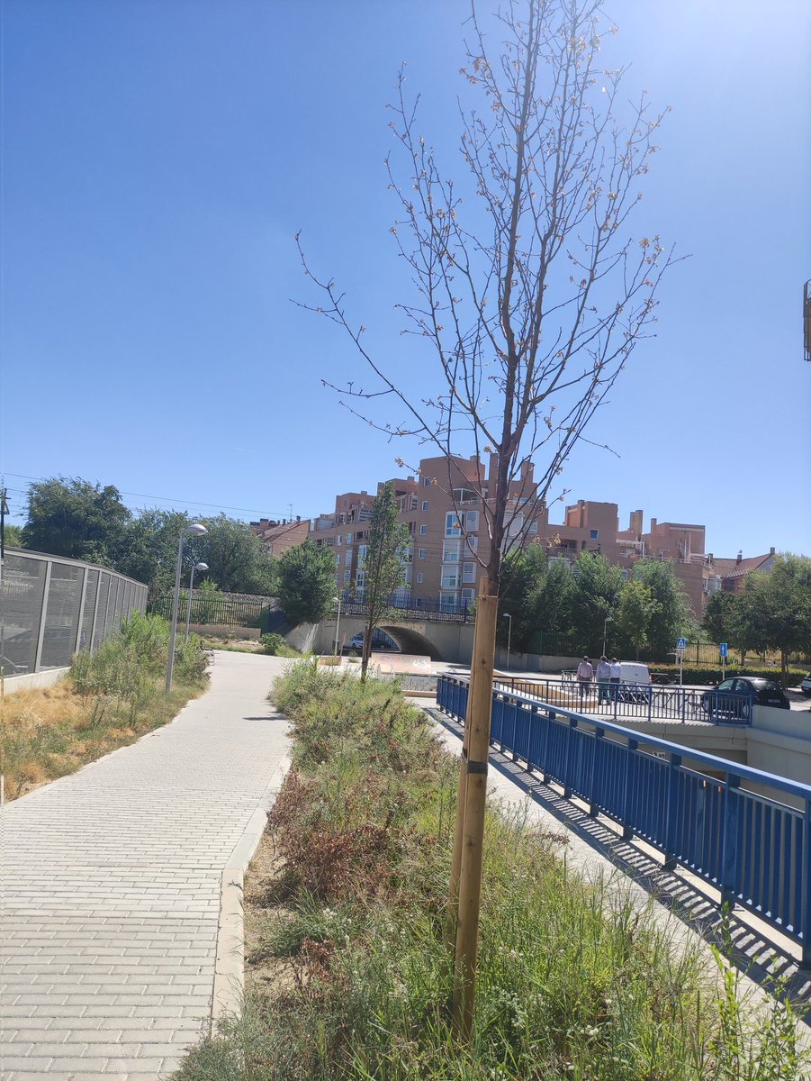 Hola <a href="/Lineamadrid/">Línea Madrid</a> , este árbol recientemente plantado en camino de Perales se ha secado (a diferencia de los demás), ¿está muerto y hay que replantar uno nuevo? Aprovecho para pedir que los arbustos del paseo se cambien por algo que no sean hierbajos silvestres 🤦🏽‍♂️