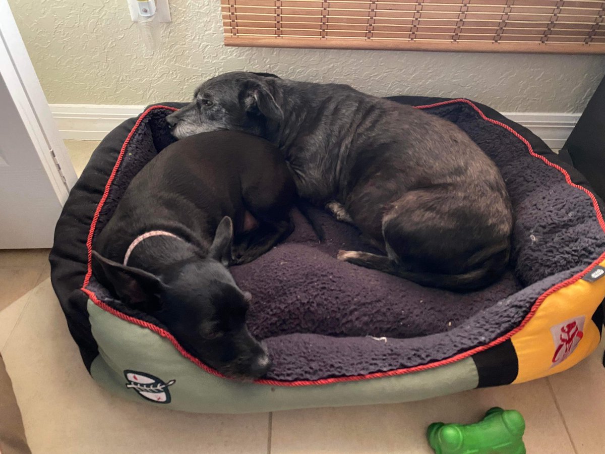 PoisonGirl06's tweet photo. @mrangusscottie Max and Scottie agree 🐾🖤 https://t.co/l8KMeA3Rrz