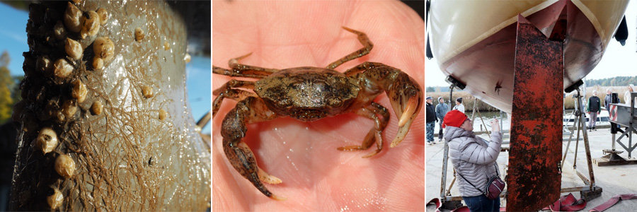 What else is important? Protecting the Sea from invasive species. E.g. this Flagship project tackled Action 2. "Support research on emerging thematic challenges related to clean shipping and its impact on the environment and wildlife in the Baltic Sea": interreg-baltic.eu/all/interreg-f…