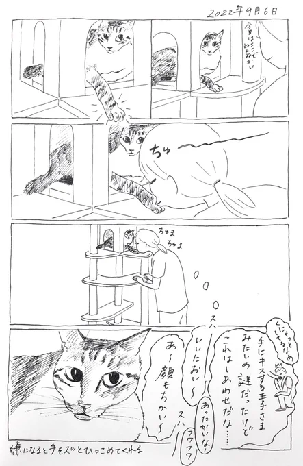 2022/9/6のぎんちゃん #今日のぎんちゃん 