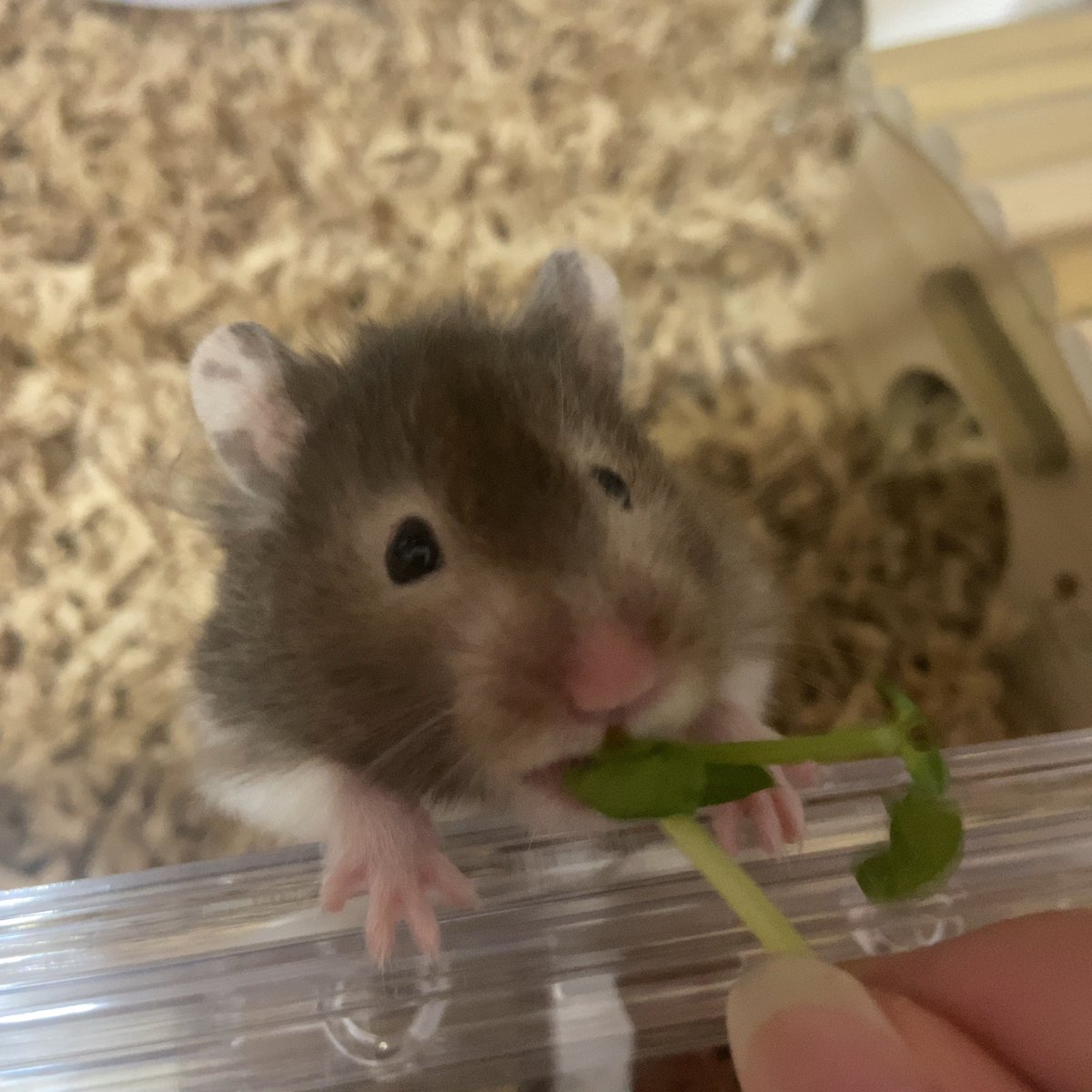 豆苗をたべるポテちゃん🫶🏻
とってもお気に入りらしくていつも嬉しそうに食べてます！
身を乗り出して豆苗をゲットするところを撮りました🐹♡♡
#ハムスター好きと繋がりたい 
#ハムスターのいる生活 
#ハムスター