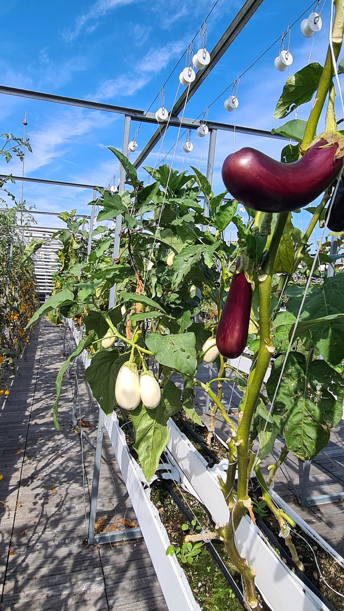 Nick Dugdale-Moore tweet media