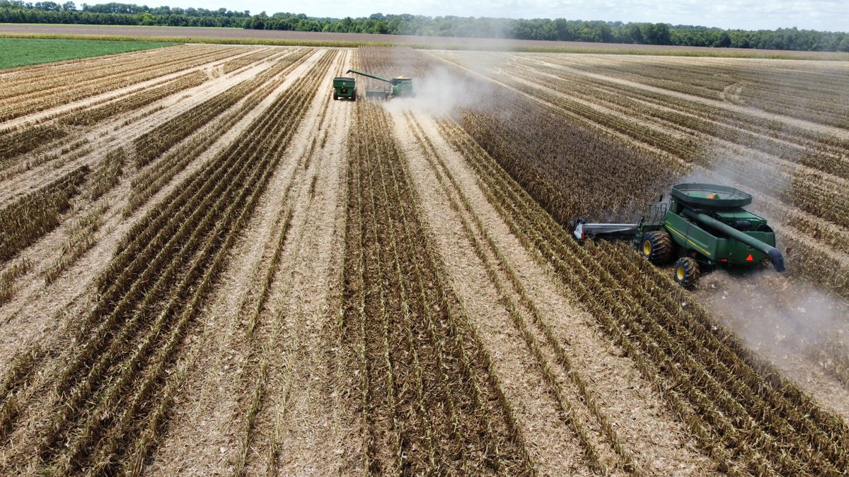 RevereSeed's tweet photo. Because these photos are just too stunning not to share... Here are a couple more takes on the beautiful #Revere1707 VT2P cut last week in Jefferson County, Arkansas. We are so fortunate to have these windows to the field for #harvest22! #RevereCorn #prettycorn https://t.co/Xb7I15uM9r