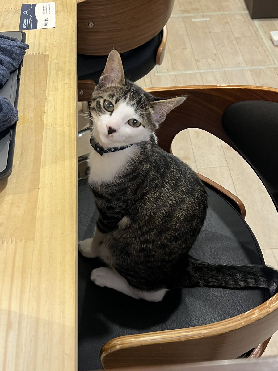 jake_0516's tweet photo. 今日のこねこ
#nikko
#ametsuchi https://t.co/MzvXuN1aYO
