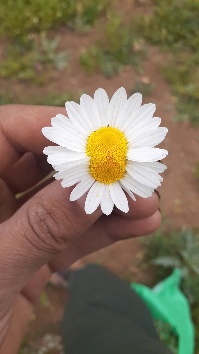اتحاد در گل نیز زیباست