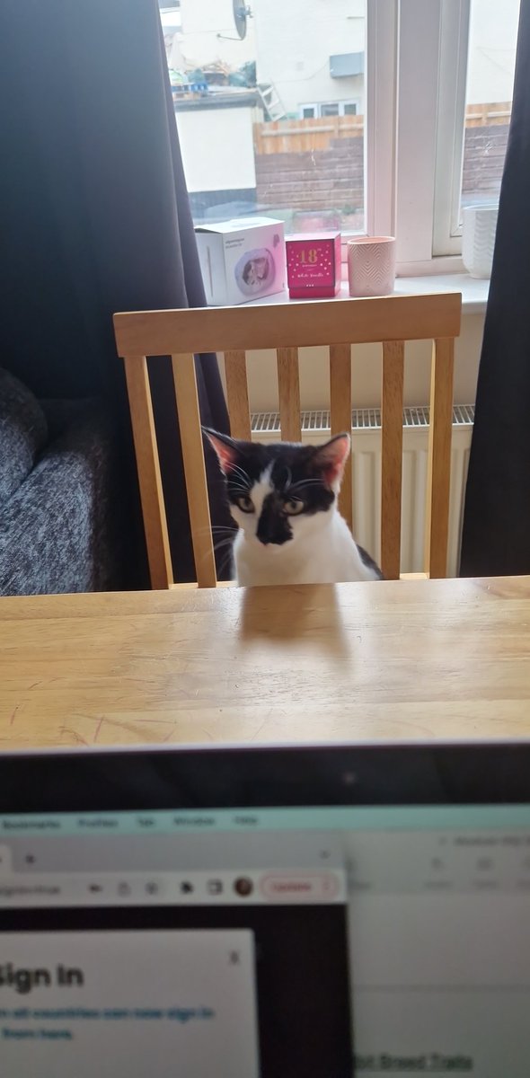 weenieonthings's tweet image. Weenie at the table