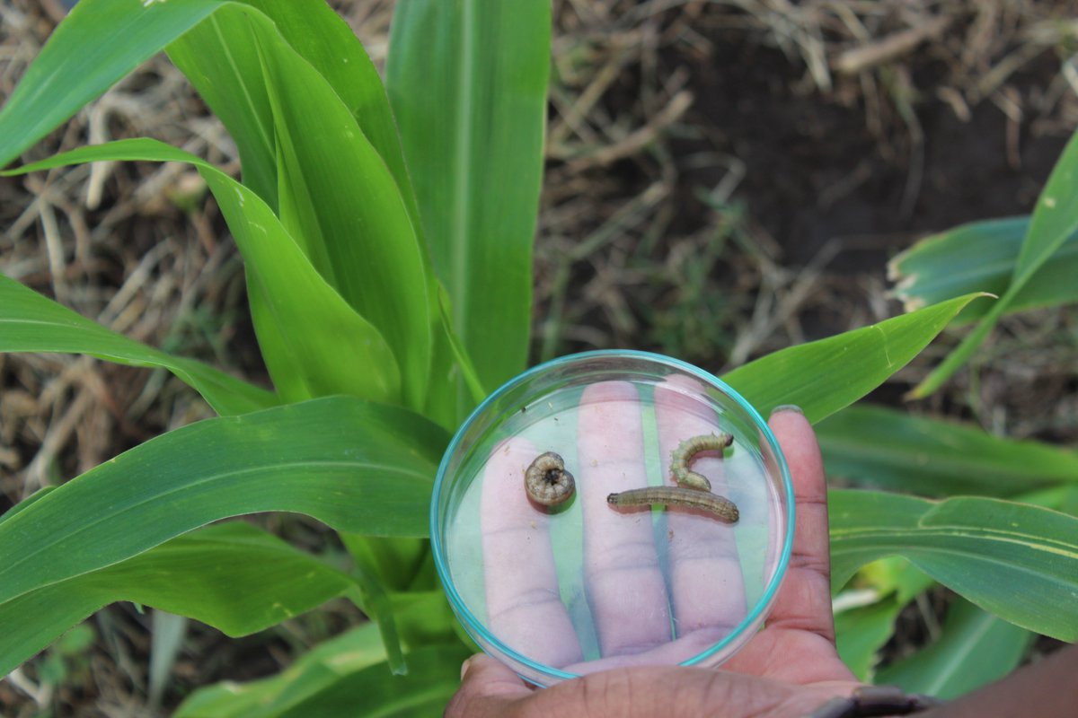 FAOMozambique's tweet photo. Using new technologies- Smartphone #FAMEWS and pheromone traps, @FAO is training Govt. technicians in agriculture to support #farmers that are loosing crops to the #FallArmyworm in #Mozambique🇲🇿, compromising #foodsecurity. Our thanks to @USAIDMozambique🇺🇸 https://t.co/WWctz9tIPY