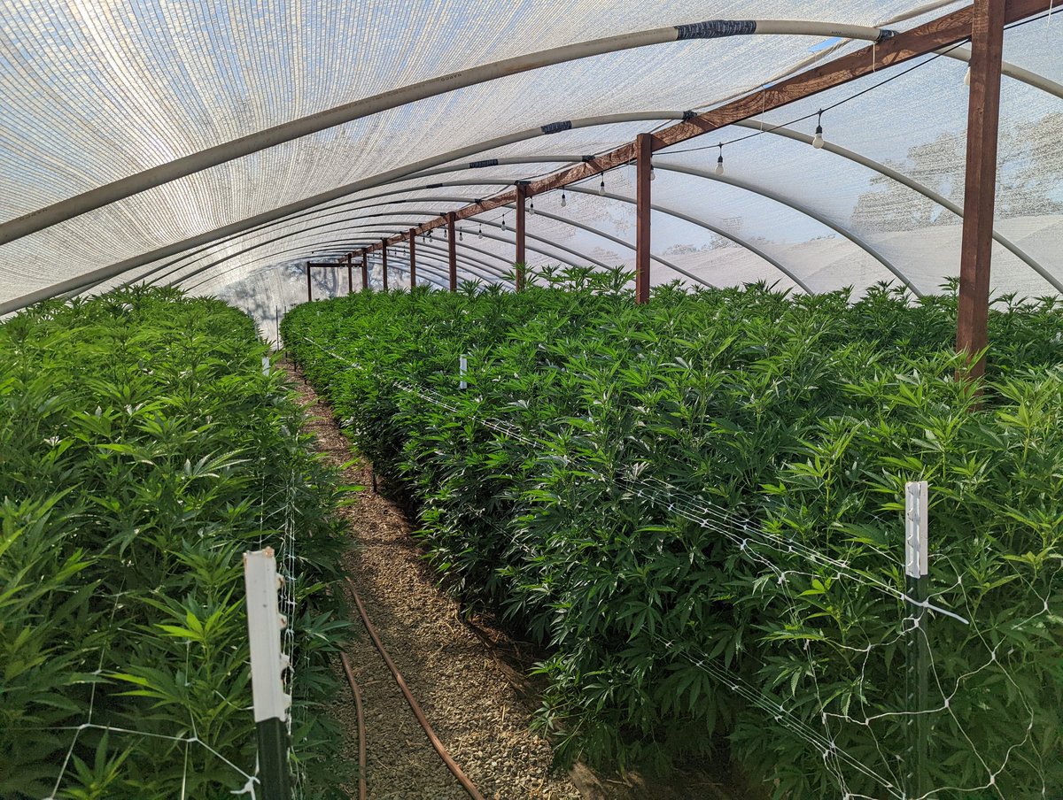 CryptoTeeZCT's tweet photo. Girls are starting to come to life.. just 14 days in and starting to see some hairs and stacks.. should be a fun ride to the finish line #thefinalpush #firein #fireout #purple #candy #gas #fordays https://t.co/w5SggxfPxU