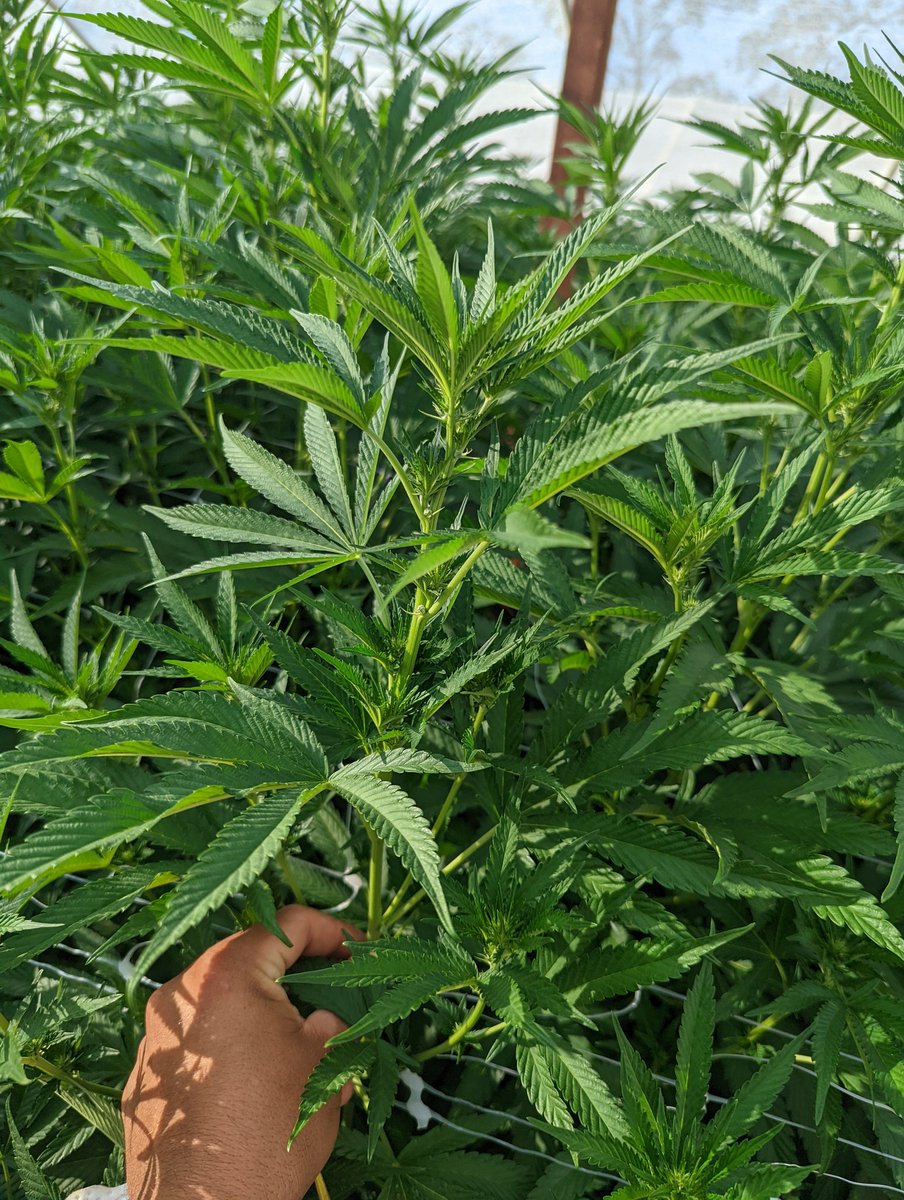 CryptoTeeZCT's tweet photo. Girls are starting to come to life.. just 14 days in and starting to see some hairs and stacks.. should be a fun ride to the finish line #thefinalpush #firein #fireout #purple #candy #gas #fordays https://t.co/w5SggxfPxU