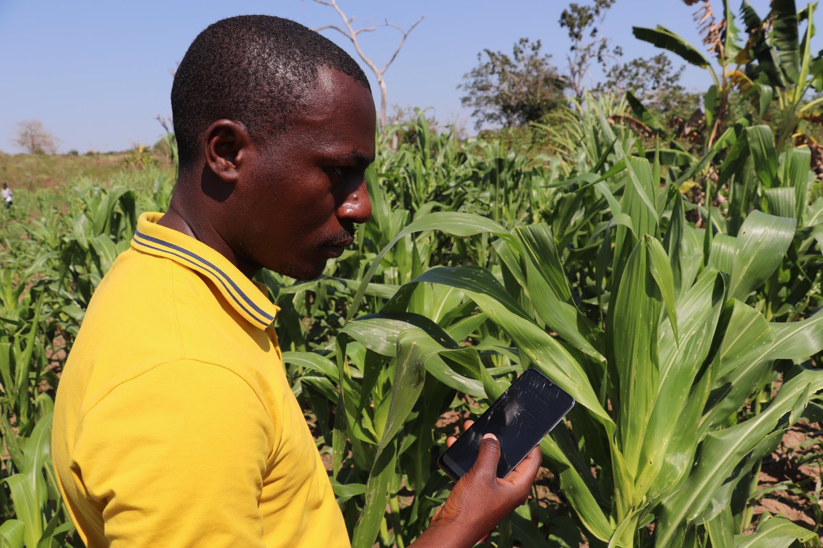 FAOMozambique's tweet photo. Using new technologies- Smartphone #FAMEWS and pheromone traps, @FAO is training Govt. technicians in agriculture to support #farmers that are loosing crops to the #FallArmyworm in #Mozambique🇲🇿, compromising #foodsecurity. Our thanks to @USAIDMozambique🇺🇸 https://t.co/WWctz9tIPY
