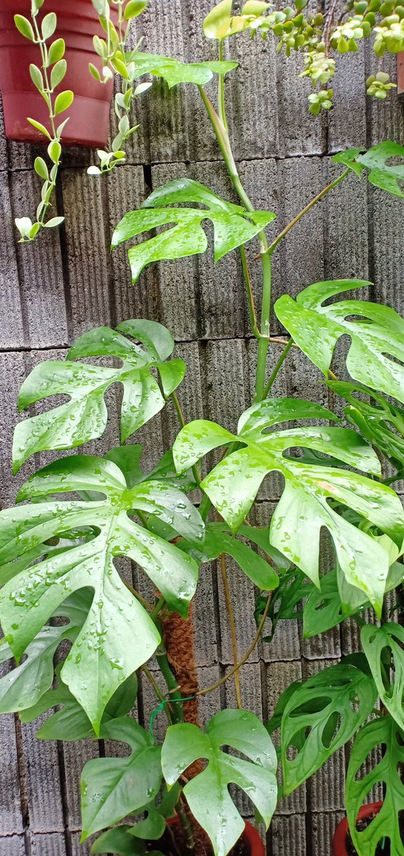 veny_d's tweet photo. Tetrasperma yg udh gede 🌿🌱 https://t.co/VaSKC7XzuP