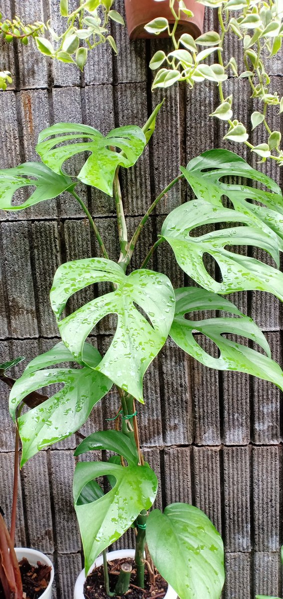 veny_d's tweet photo. Pertusa yg dikasi Leli udh gede juga 🌿🌱😍 https://t.co/mfvNgUVYHz