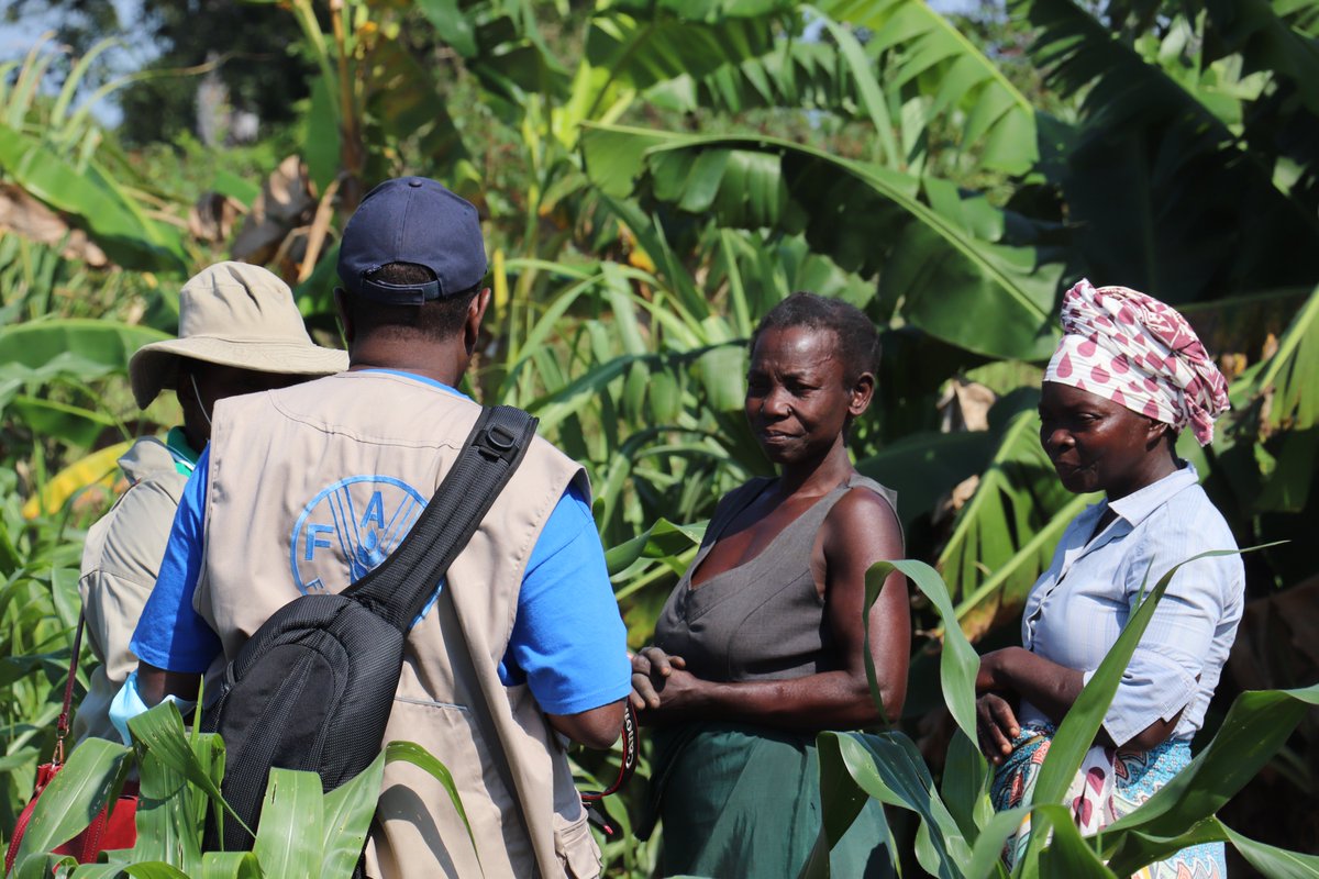 FAOMozambique's tweet photo. Using new technologies- Smartphone #FAMEWS and pheromone traps, @FAO is training Govt. technicians in agriculture to support #farmers that are loosing crops to the #FallArmyworm in #Mozambique🇲🇿, compromising #foodsecurity. Our thanks to @USAIDMozambique🇺🇸 https://t.co/WWctz9tIPY