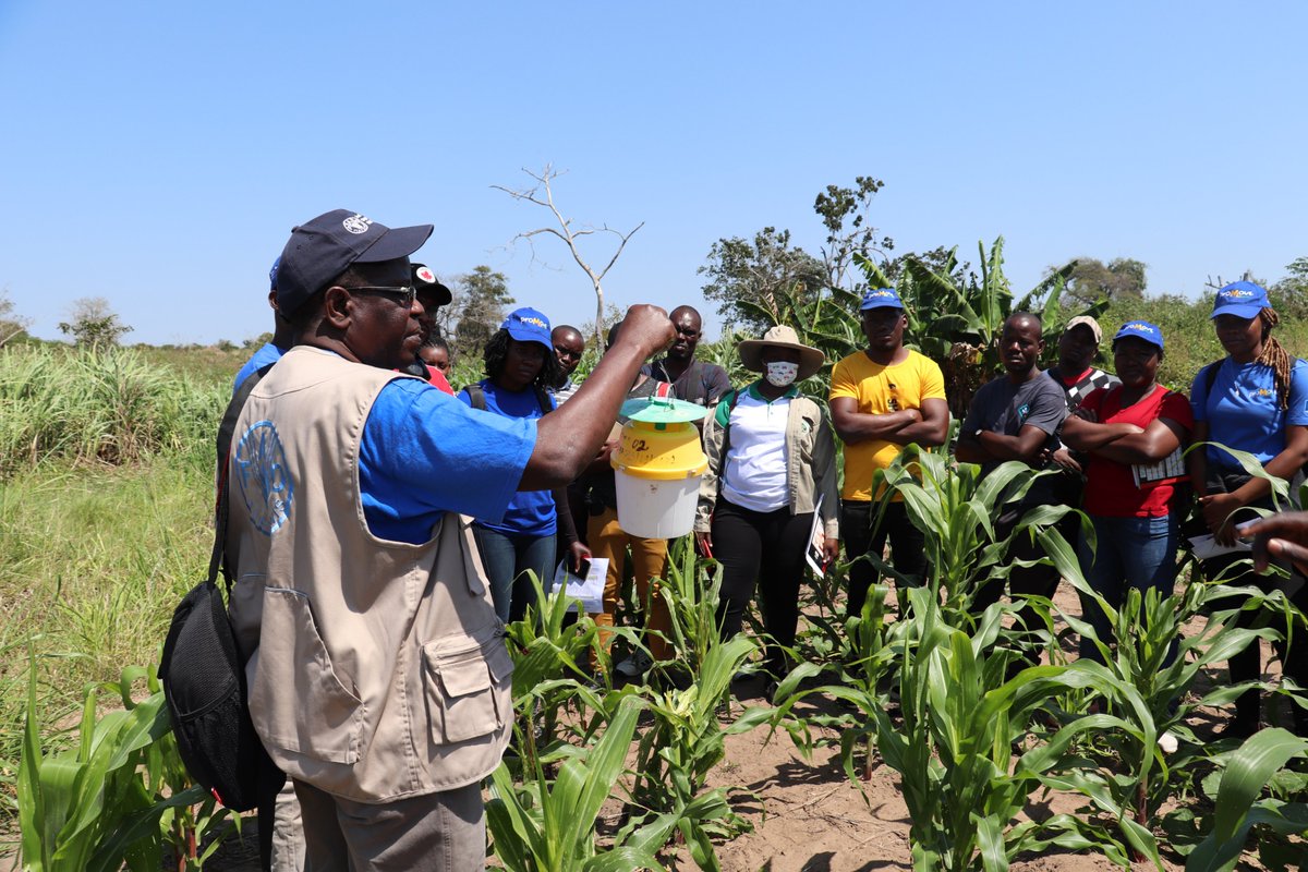 FAOMozambique's tweet photo. Using new technologies- Smartphone #FAMEWS and pheromone traps, @FAO is training Govt. technicians in agriculture to support #farmers that are loosing crops to the #FallArmyworm in #Mozambique🇲🇿, compromising #foodsecurity. Our thanks to @USAIDMozambique🇺🇸 https://t.co/WWctz9tIPY