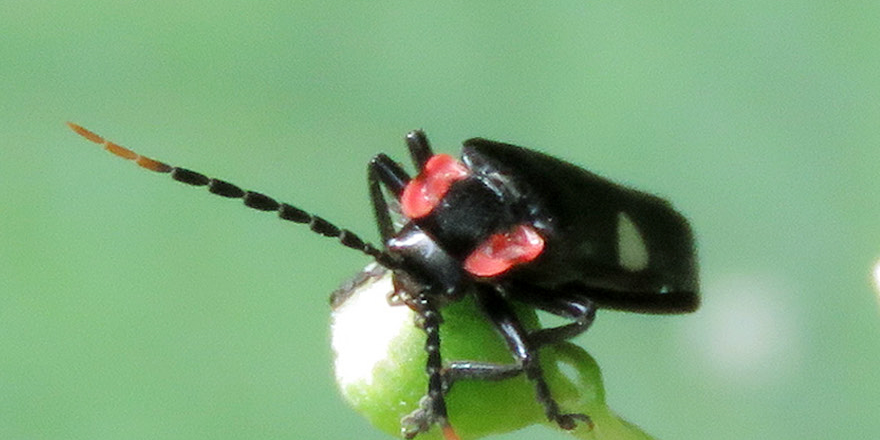 ejtaxonomy's tweet photo. [#Entomology] A revision of Discodon tricolor (Guérin-Méneville) and its mimics from the Atlantic forests of Brazil (Coleoptera: Cantharidae). ⬇️

🔗 DOI: https://t.co/dPhctBRPOL
✒️ @gabriel_biffi &amp; Michael Geiser
#Coleoptera #Cantharidae #Insecta #Elateroidea #Coleopterist https://t.co/BOViFS1dPw