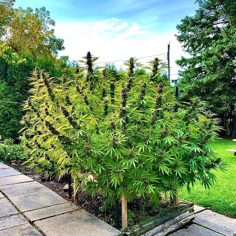 spliffseeds's tweet photo. Purple Berry Kush WPM resistant and very resistant to bud rot. Great structure, looks and smell, a real home run.🍁 
📸:@buttersstotchcannabis https://t.co/Rt8qKEKxlU