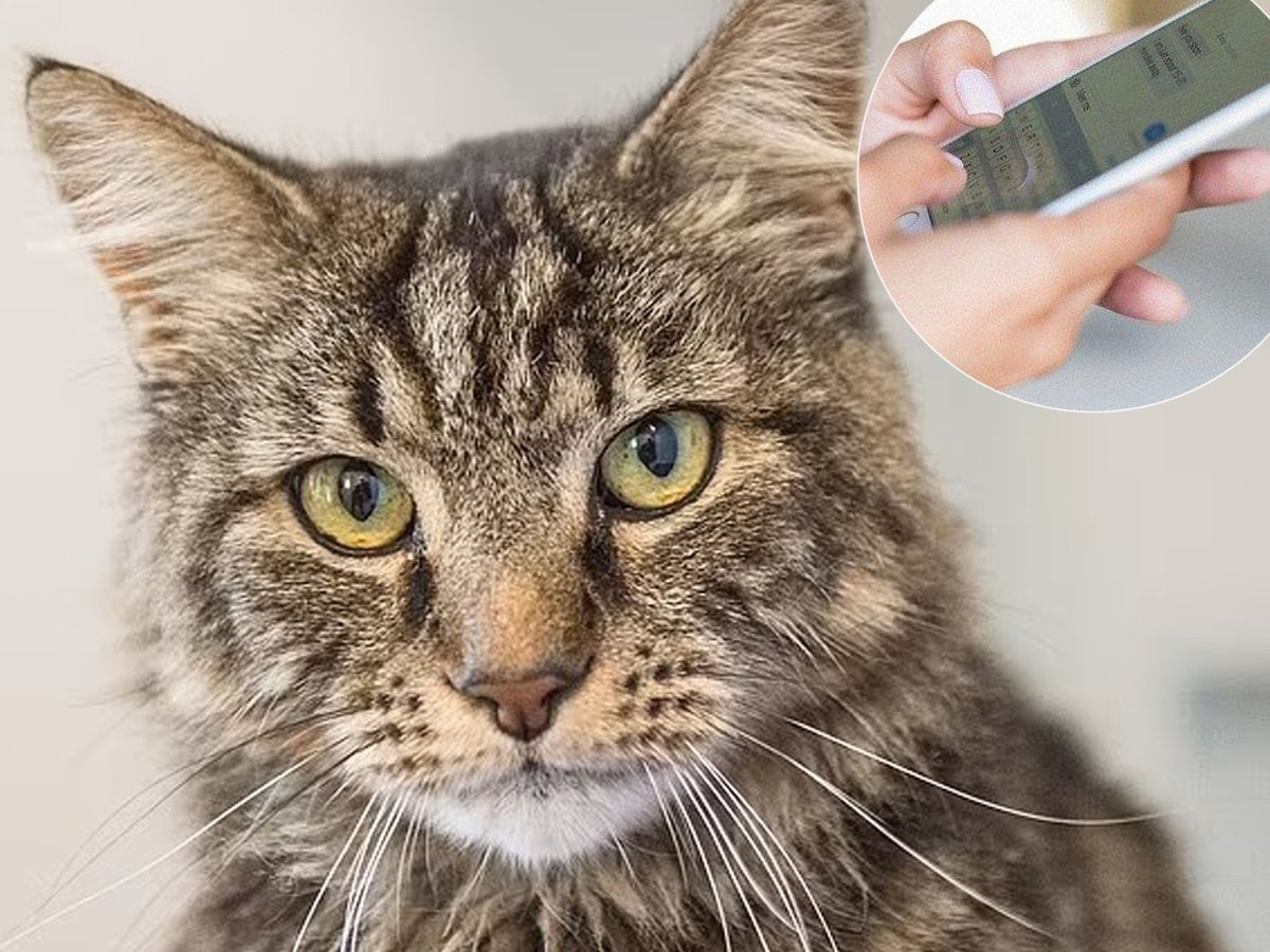 DailyMail's tweet image. New &apos;cat translator&apos; app means your pet can now talk to you

FULL STORY: trib.al/QM5ei0h