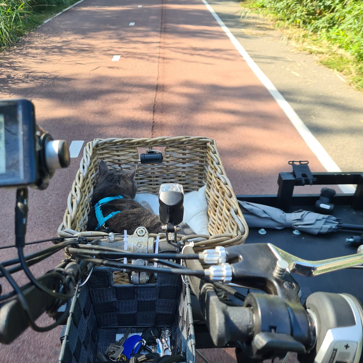 Picking up the boy from school on the bike 🚲

#CatsOfTwitter #catsonbikes