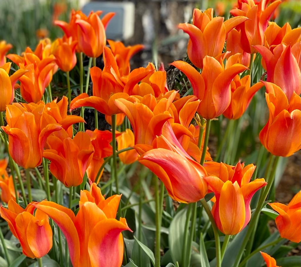 VanHage's tweet image. 🌷Spring bulbs are now available in all our stores. Plant now to ensure a riot of colour next Spring and displays to be proud of!
Buy in store or online - bit.ly/3cqZURr
 #vanhage #springbedding #gardenborders #polinnators #flowers #bloom #buds #tulips #springbulbs