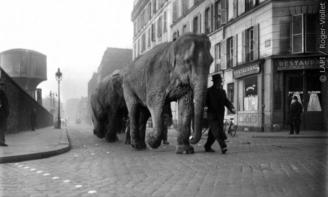 BibHavel's tweet photo. [Chapnum animale] En 1941, un drôle de cortège dans les rues de Paris

https://t.co/OMT6ObPAuV

#Chapnum #Chapellenumérique @BibParis @bibhistorique @marie18paris  #Animaux #Automnedelascience https://t.co/oZd7fZqw2d