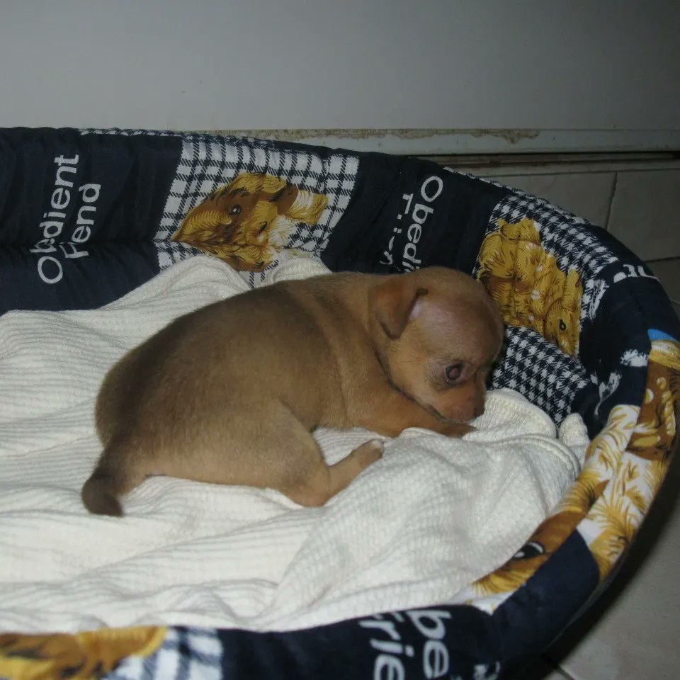 PayoPanama's tweet photo. Hoy cumple 12 años la BB de la casa ,  nuestra Luna #Chihuahua #perrospanama https://t.co/YlFxWffX5X