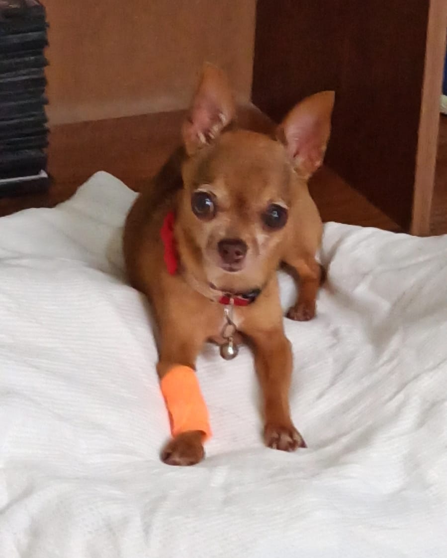 PayoPanama's tweet photo. Hoy cumple 12 años la BB de la casa ,  nuestra Luna #Chihuahua #perrospanama https://t.co/YlFxWffX5X