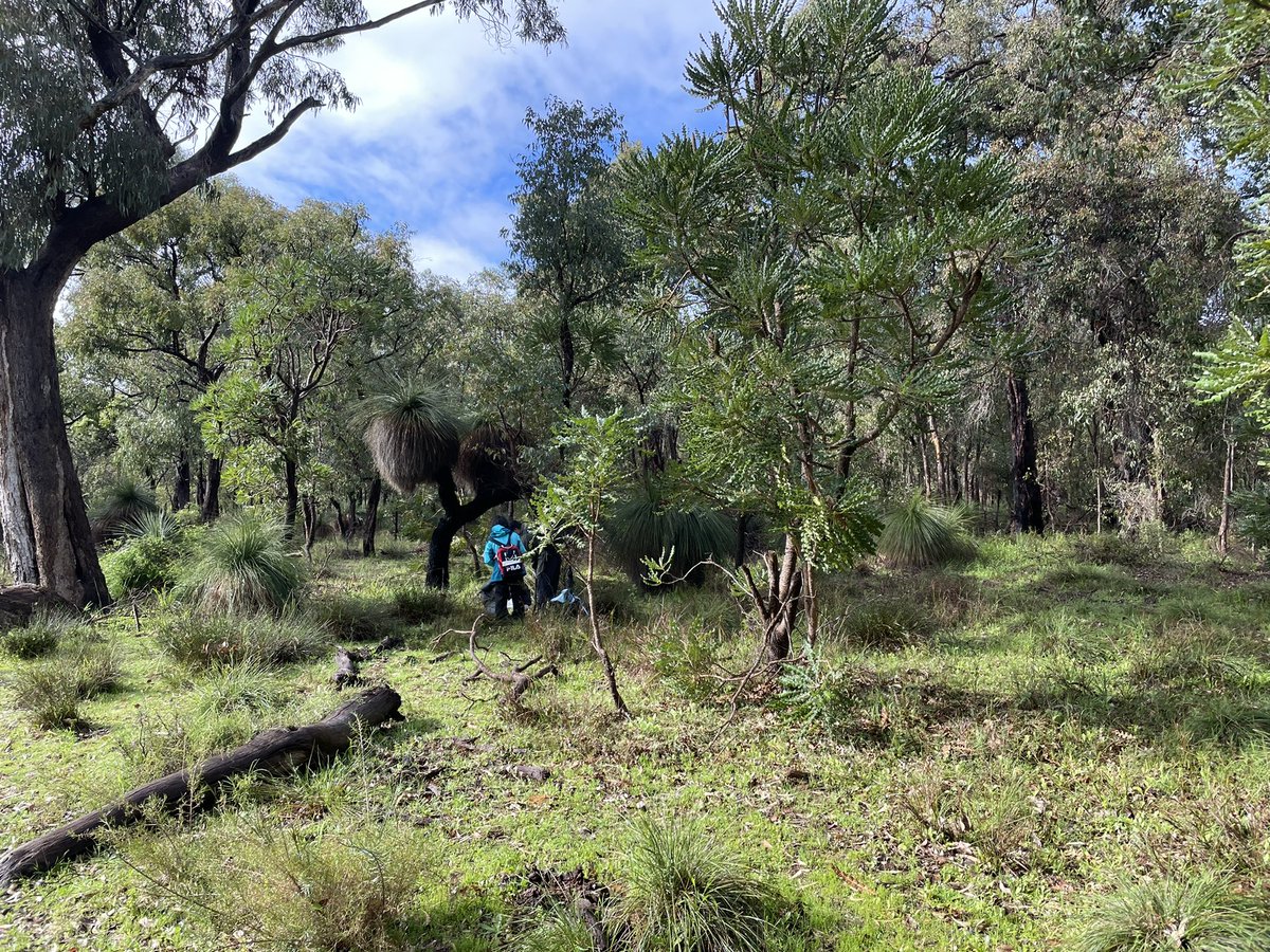 Gorgeous morning out in Craigie Bushland today with our soils students looking at the impact of bioturbation on soil properties. @EdithCowanUni @City_Joondalup @meeg_ecology