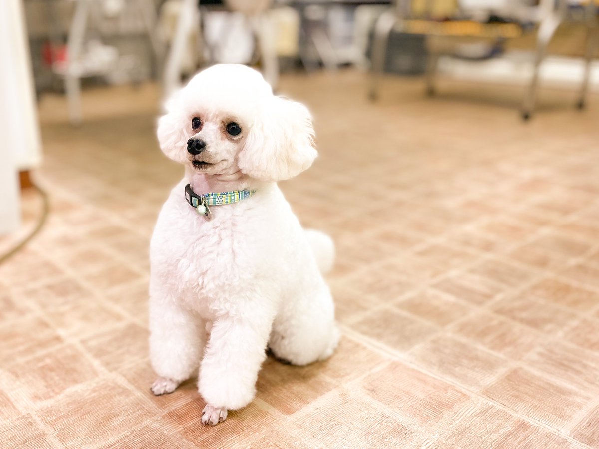 Happy_Breeder's tweet photo. 当店の子はみんな🐩ショーマナーをパピーからトリミング台の上では特別扱いで嬉しい事を知っています♪ トリマーさんの練習に最高です！子犬の時からずっとシザーでバリカンを入れた事がないので毛質も爆毛でとても綺麗です！
#トリマー  #トリマーモデル犬 #ショードッグ 
https://t.co/EA3DdP95CM https://t.co/f4SQ9h8ppl