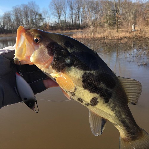 MarylandDNR's tweet photo. Anglers can help a national scientific effort to learn about blotchy bass syndrome. Submit photos of smallmouth &amp; largemouth bass on a measuring board with &amp; without blotchiness. This is a nationwide effort.
https://t.co/nJbL4kAFMK https://t.co/nqrxjXJTF8