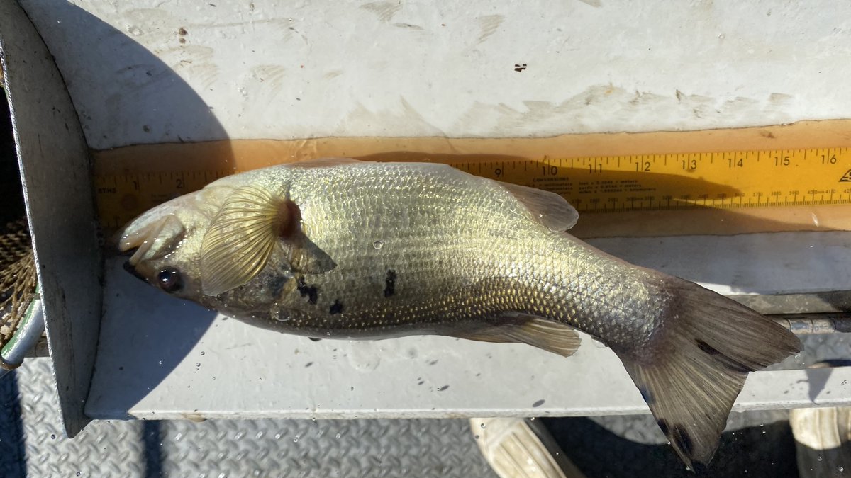 MarylandDNR's tweet photo. Anglers can help a national scientific effort to learn about blotchy bass syndrome. Submit photos of smallmouth &amp; largemouth bass on a measuring board with &amp; without blotchiness. This is a nationwide effort.
https://t.co/nJbL4kAFMK https://t.co/nqrxjXJTF8
