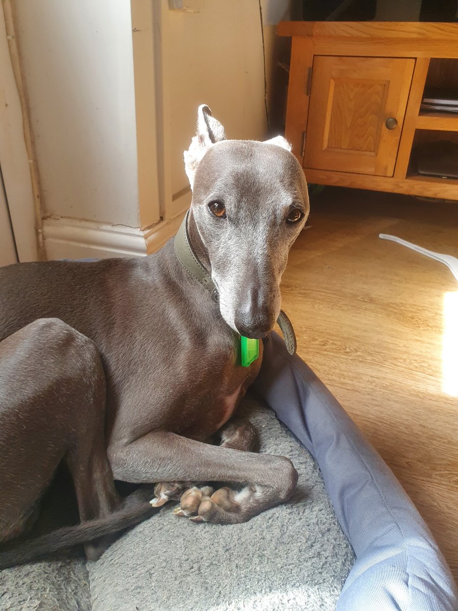 Wispawhippet's tweet image. Feeling much better today. The epically prepared chicken dinner helped a bit.