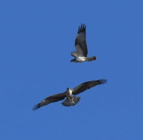 C_no_borders's tweet photo. Could this #Scottish #Osprey sighted in #Aviero area be @TweedOspreys #Blue706 #Tweed? Great photo by Pedro Moreira forwarded by @Kezia47 who says ‘Can’t read ring sadly!’ #FOTO #TogetherWeFly #FlightOfTheOsprey https://t.co/XF5KA5P3a7