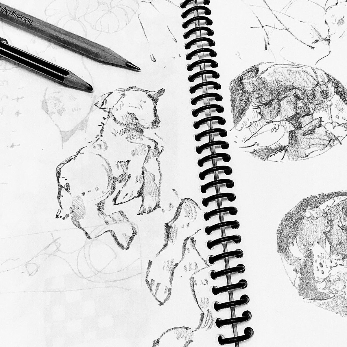 Animal study 🐑🦌✨ 