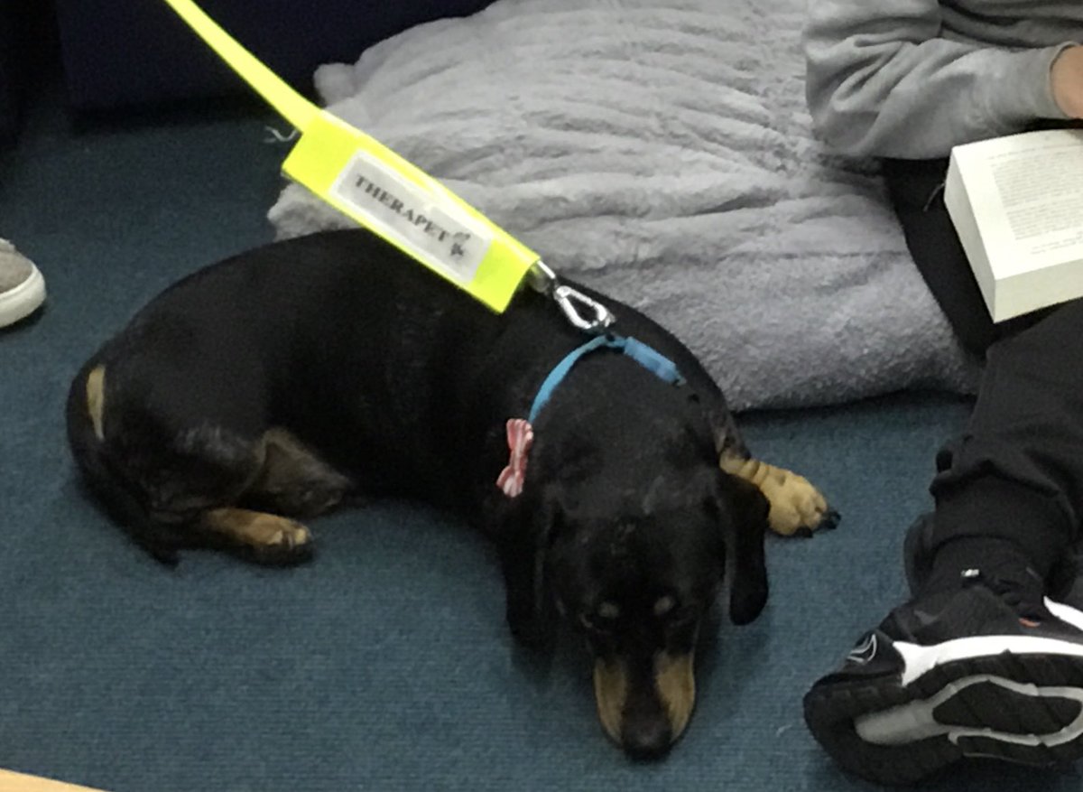 Quarryhill Primary School (@quarryhillp) on Twitter photo Fonzie our <a href="/TherapetC/">@Therapet-CCST</a> enjoying his first ‘Reading with Dogs’ session today. We can’t wait to see you again next week. Fonzie our <a href="/TherapetC/">@Therapet-CCST</a> enjoying his first ‘Reading with Dogs’ session today. We can’t wait to see you again next week.