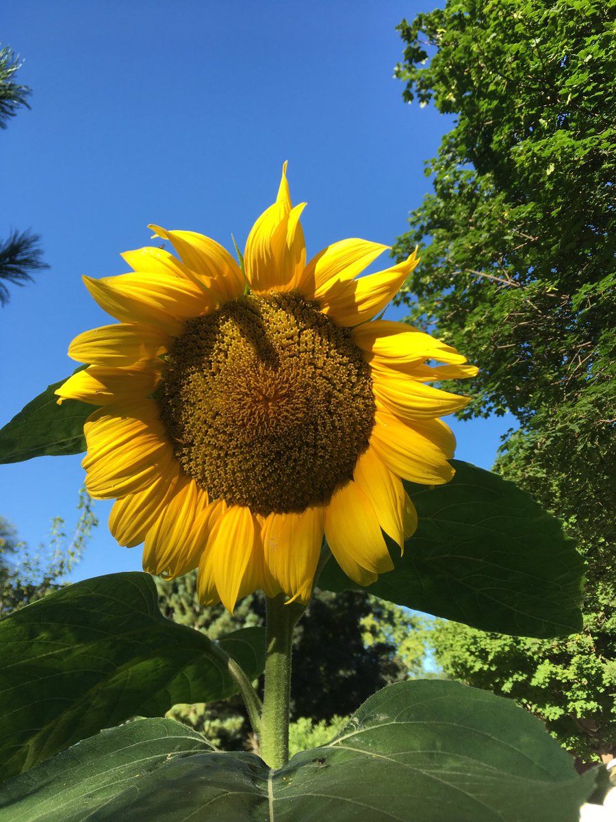 BBuzzpoet's tweet photo. “I don’t want no god on my lawn,
Just a flower I can help along.” -Cat Stevens

May the power of the flower help get you through your week.

And if at the end of the week you need some refreshment, come enjoy some more poetry:
https://t.co/qgJ3tiIaPi https://t.co/SvMQG3HhTG