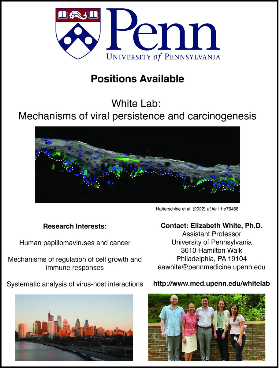 Interested in virus-host interactions and cancer? Want to live in Philadelphia? Thanks to some recent new grants we’re hiring for two positions, titles and projects flexible! Please join us! See links below: