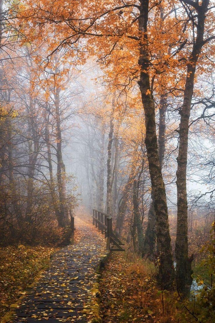 Beautiful Forest