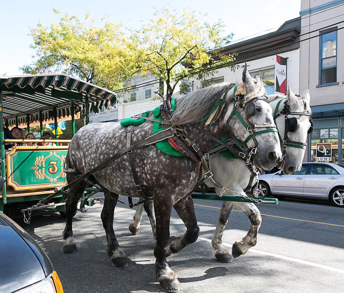 Join us Sept 10 for Kerrisdale Village’s birthday party! Free horse &amp; carriage rides, sidewalk sales, clowning, face-painting, inflatable slides, live music. 
#kerrisdalebusinessassociation #kerrisdaledays #sidewalksales #horsecarriagerides #ShopKerrisdale #kerrisdale