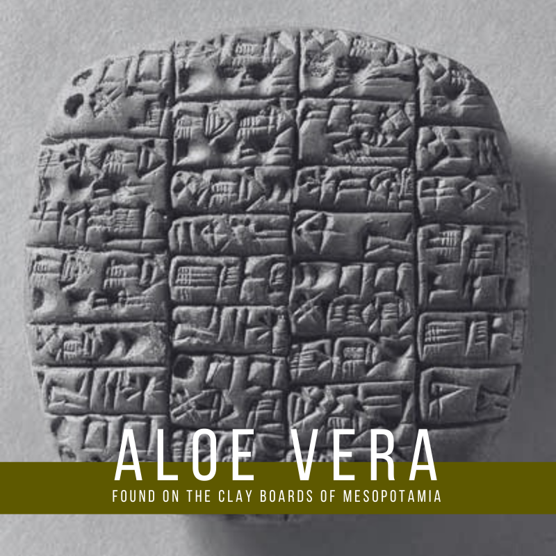 The first documentation of the Aloe Vera plant was found on the clay boards of Mesopotamia, thought to be from the year 2,200 BCE. It was regarded as a divine plant and believed to exorcise demons from whom they thought all illness originated.
#historyfacts #history #aloevera