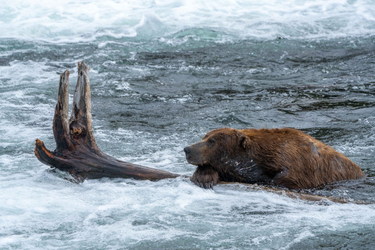 Need a log pillow? Bears are entering hyperphagia. Simply put, hyperphagia is stage where the chemical that signals "I'm full" is disabled. Bears will continue to eat dozens of salmon, leaving the river only to rest, or in the case of 747, not even then.

Photo courtesy L. Law